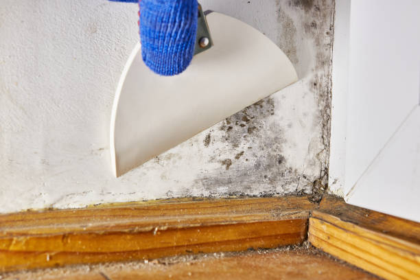 Professional Mold Removal in Leland, MS